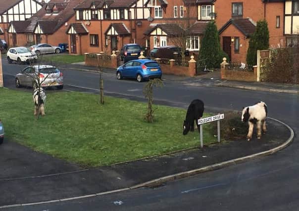 Horses seen in Bexhill Drive, and Polegate Drive, Hindley Green