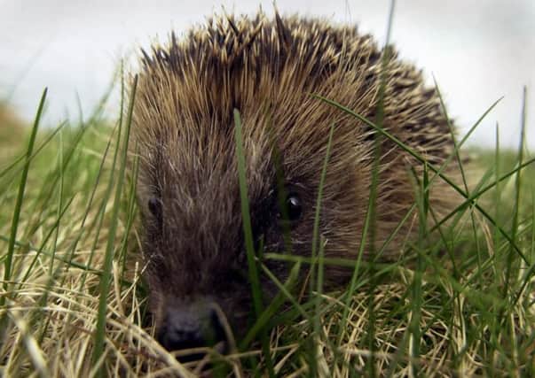 Almost half of people have never seen a hedgehog in their garden
