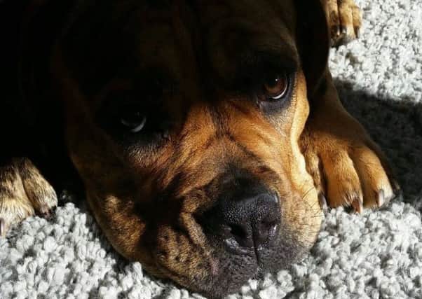 Ellie Johnston is a dog lover - she posted this picture of her pooch on our Facebook page