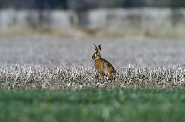 Brown hares are declining because of a loss of habitat says a reader. See letter