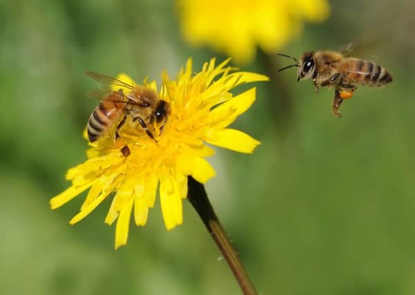 Bee threat to our crops