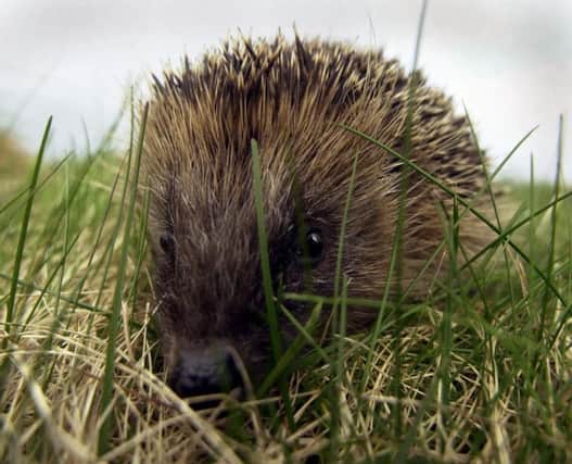 This week is Hedgehog Awareness Week  and one reader says they need all the help they can get. See letter