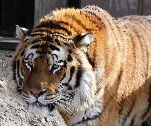 Siberian tigers are among the species expected to no longer exist in our lifetime says a reader. See letter