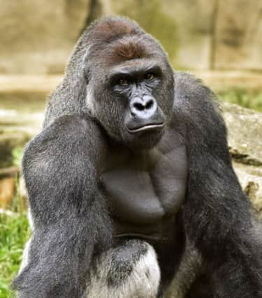 Harambe, a western lowland gorilla, was fatally shot to protect a four-year-old boy who had entered the enclosure. See letter