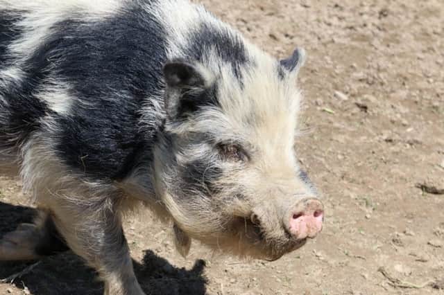 A pig kept in humane conditions, but some are not so lucky says a correspondent. See letter