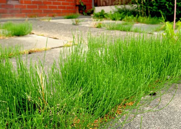 Beech Hill resident Patricia Snowden is concerned about an outbreak of weeds that have spread in her garden