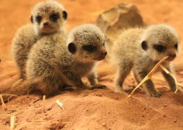 The four-week-old meerkat pups at Knowsley Safari Park