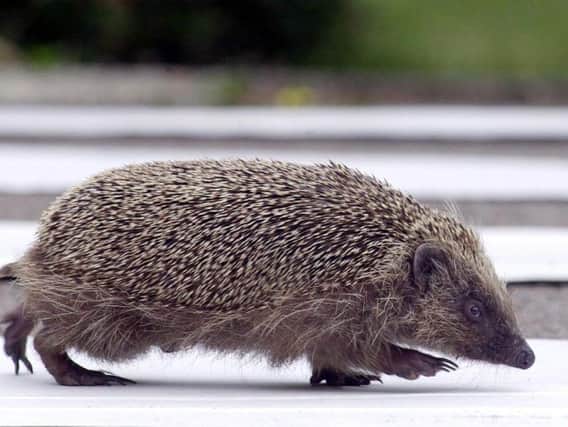 A correspondent appeals for drivers to be careful of wildlife on the roads. See letter
