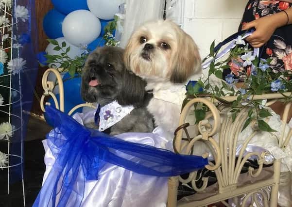 Bella and Elvis celebrate their big day