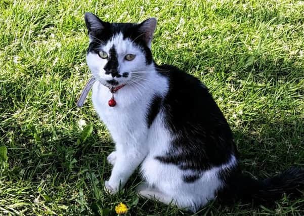 Solomon the cat was well-known in Leigh and there are plans for a statue in his memory