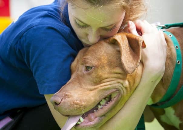 A Battersea Dogs and Cats Home employee with a pit bull terrier which will have to be destroyed