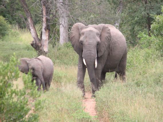 African elephants out in the wild  but their Asian cousins are having lives of abuse says a reader