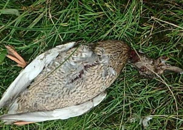 A female mallard killed at Amberswood