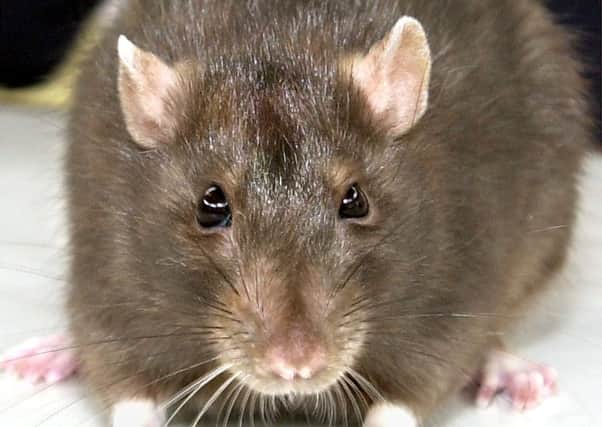 A correspondent asks householders to be humane when it comes to dealing with unwanted visitors such as rats and mice
