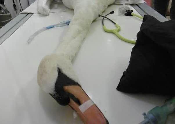 Vets operate on the badly injured swan