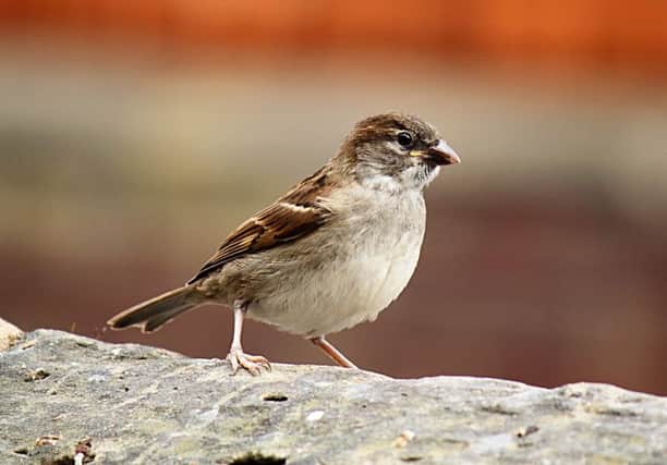 A reader asks: Where have all the sparrows gone? See letter  					             Picture: Gary Hudson