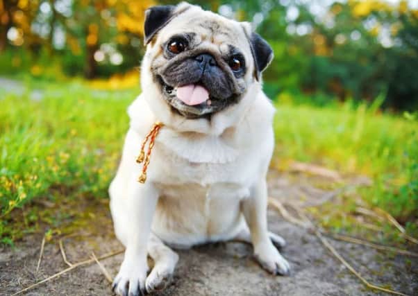 Pugs are among the breeds vets are urging people to avoid for health reasons. See letter