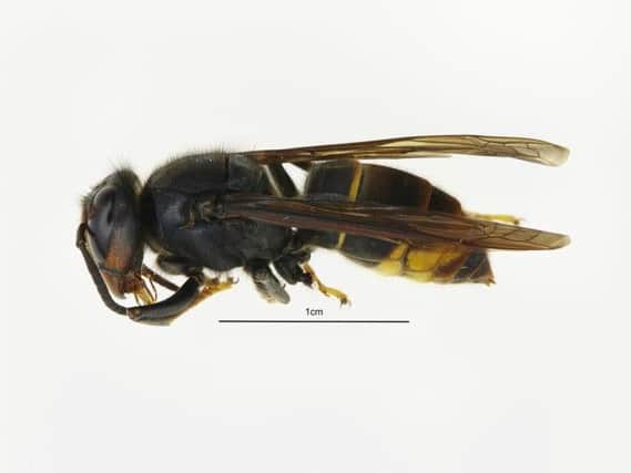 An Asian hornet found in the Tetbury area of Gloucestershire