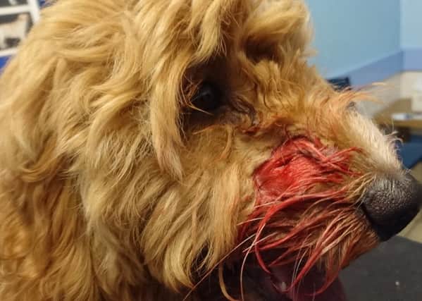 Cockapoo Sadie, who was attacked by another dog