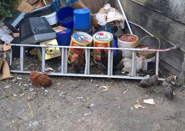 Inspectors found chickens in back yard