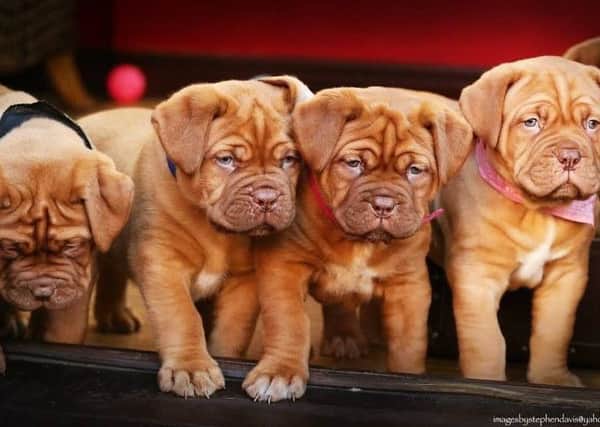 Dogue de Bordeaux puppies like the ones stolen from Laura Reardon