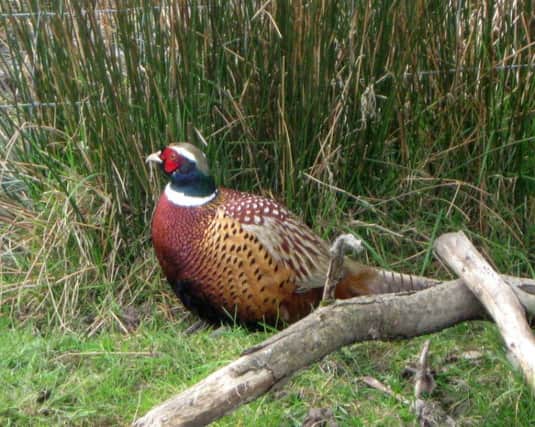 The British Association for Shooting and Conservation is urging readers to eat game