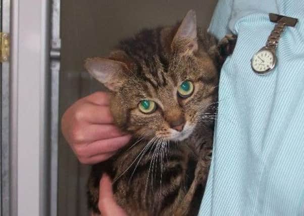 Tiger is being cared for by a foster family until he finds a forever home