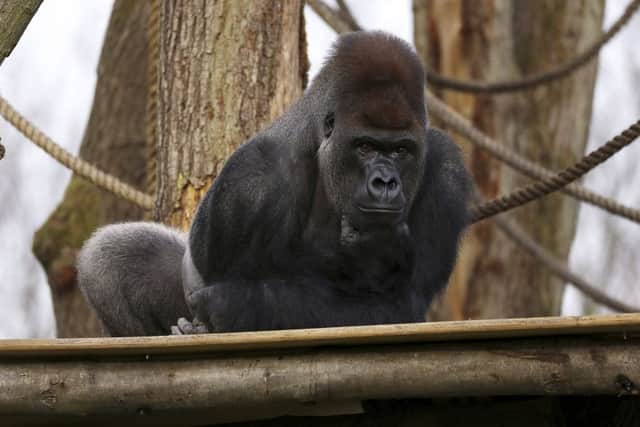 A silverback gorilla in London Zoo broke free from the enclosure. See letter below