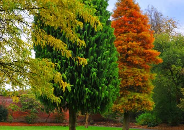 Magnificent trees at Haigh Woodland are a sight to see this autumn