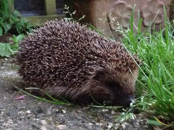 A correspondent warns readers to keep an eye out for hedgehogs before lighting bonfires. See letter