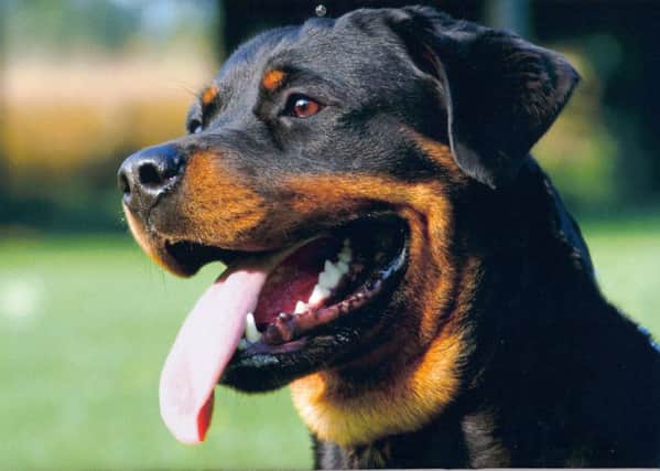 A Rottweiler like the ones left to die