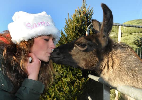 Harriet Springford, shop manager at Grange Farm, gets kisses from Larry the llama