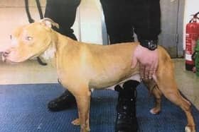 Rescued pitbull-type dog Missy