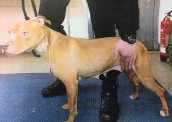 Rescued pitbull-type dog Missy