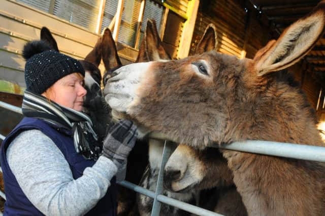 Gillian Morris feeds a herd of donkeys from Blackpool and St Annes, as they rest for the winter season