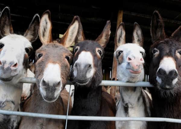 A herd of donkeys from Blackpool and St Annes rest for the winter season at Latham House Farm, Kitt Green, Wigan