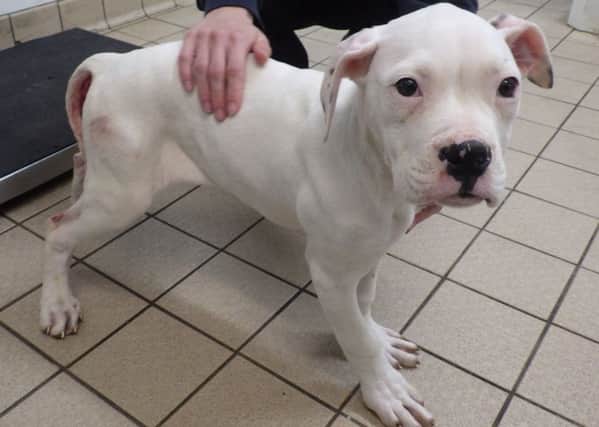 Rescued Bella