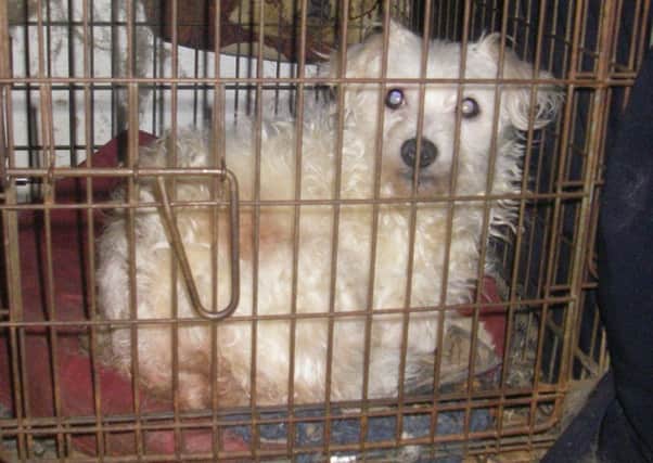 Animals like this terrier were housed in filthy cramped conditions, without food and many without water