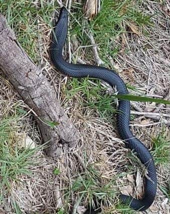 The red-bellied black snake