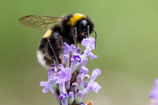 Has leaving the EU made bees more vulnerable? See letter 			                                                                         Picture: Ken Cockburn