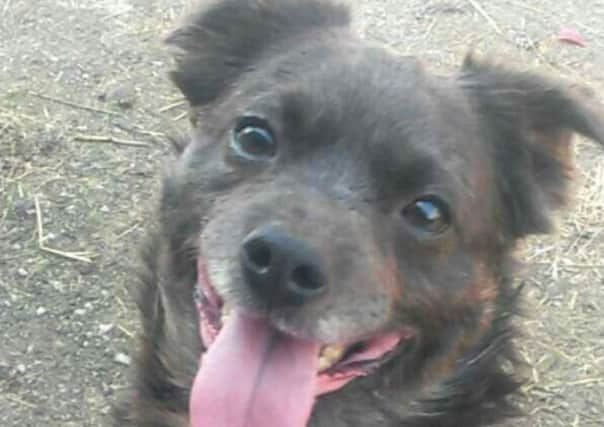 A dog injured during an attack in Bickershaw