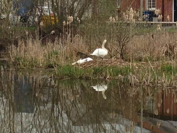 The dead swan and its mate on the nest at Pennington Wharf