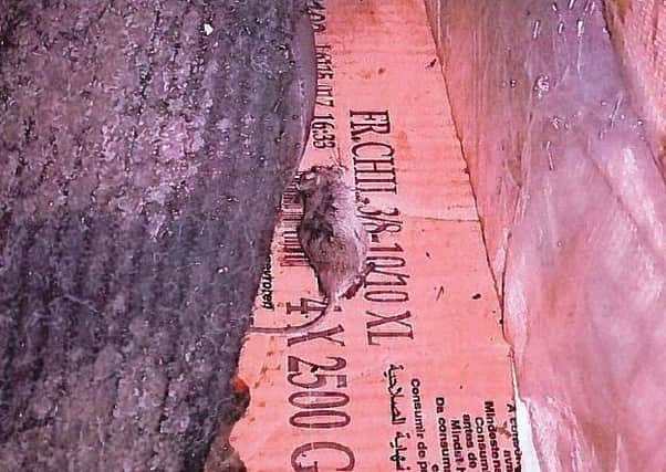 The dead mouse at Millers Indian Takeaway in Platt Bridge