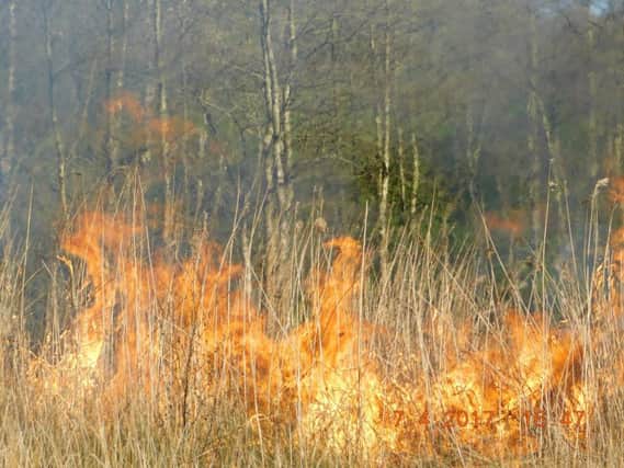 Fire in the grass and reedbed at Amberswood nature reserve