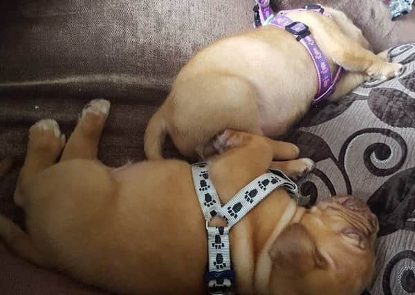 Two of four Dogue de Bordeaux dogs stolen in a violent raid last year