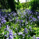 Bluebells in Haigh Hall are a target for thieves  who want free blooms