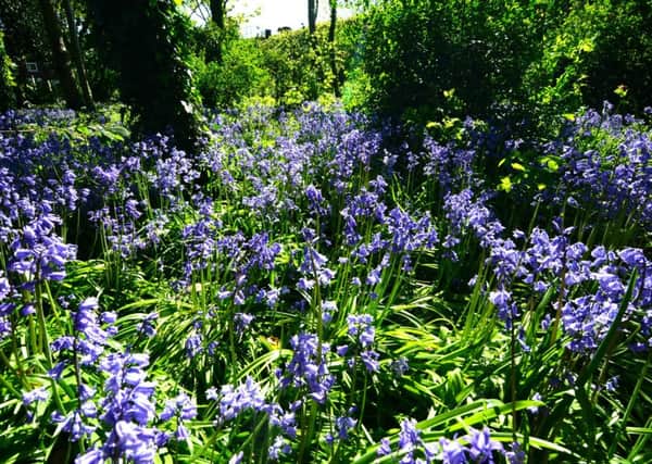 Bluebells in Haigh Hall are a target for thieves  who want free blooms