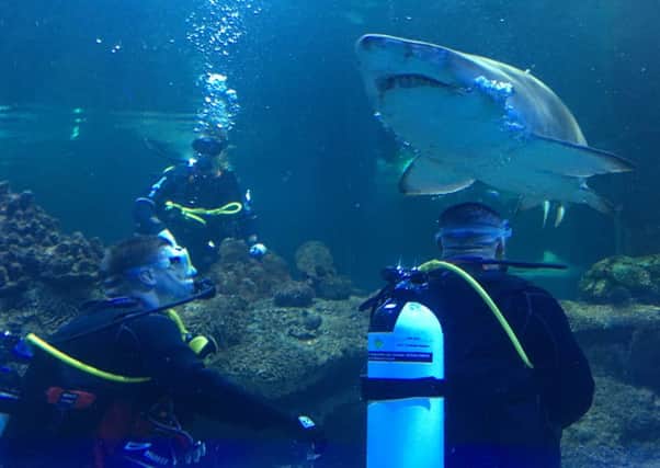 Micky McIlorum and Willie Isa get up close and personal with a shark