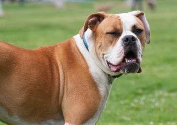 An American bulldog similar to the breed which bit a security guard at Grand Arcade