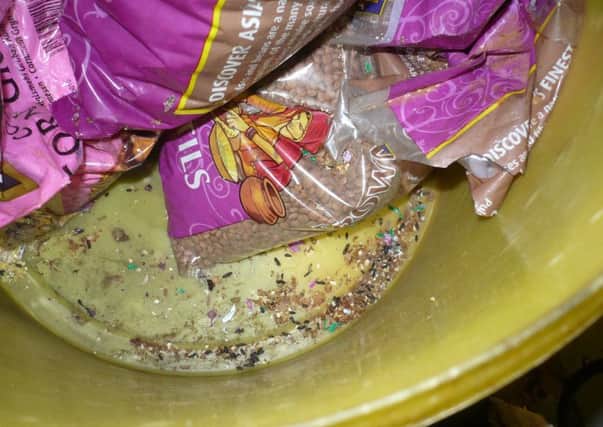 Rat droppings among stored food at Pizza Pizza